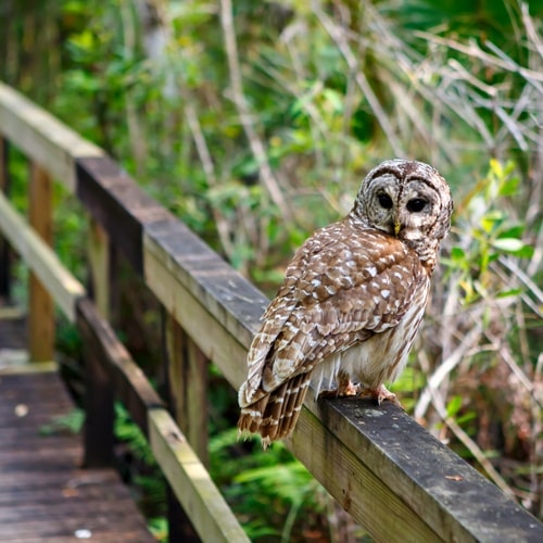 sarasota audubon celery fields owl on boardwalk